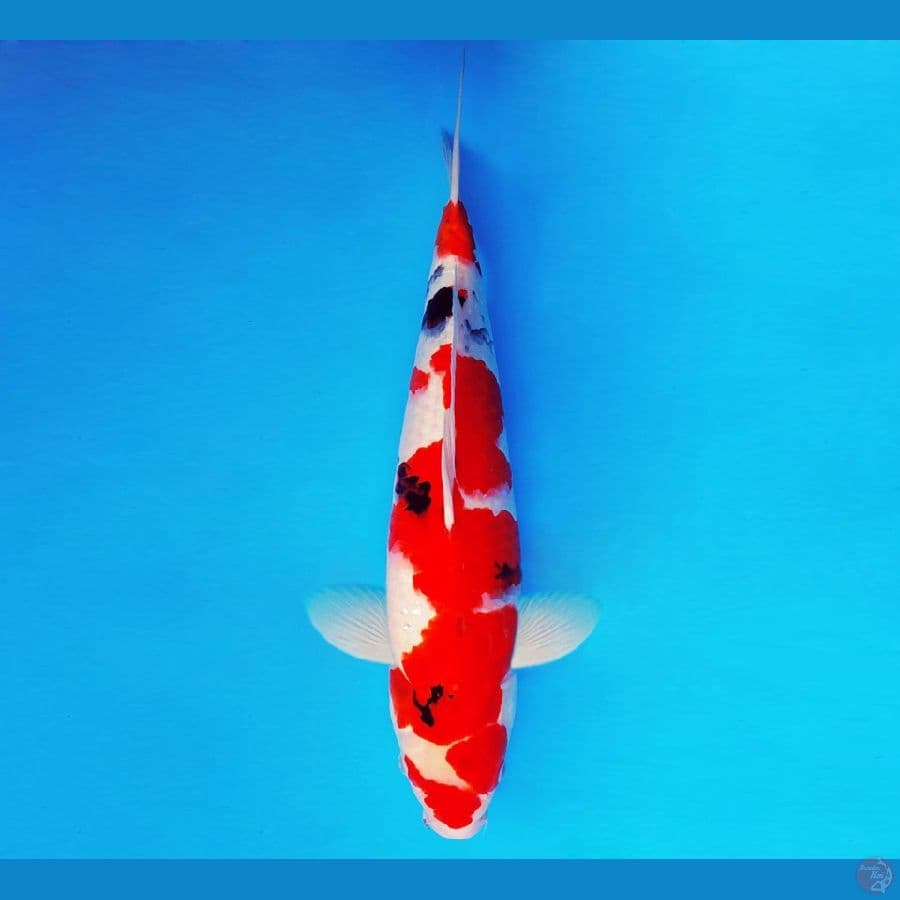 IZUMO 12 ~ Showa Evolution 46 cm/male ™