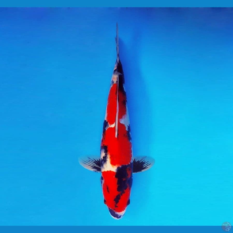 IZUMO 13 ~ Showa Evo 34 cm/male ™