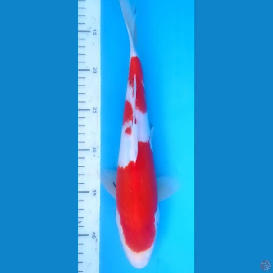 Kohaku Bocor 31cm