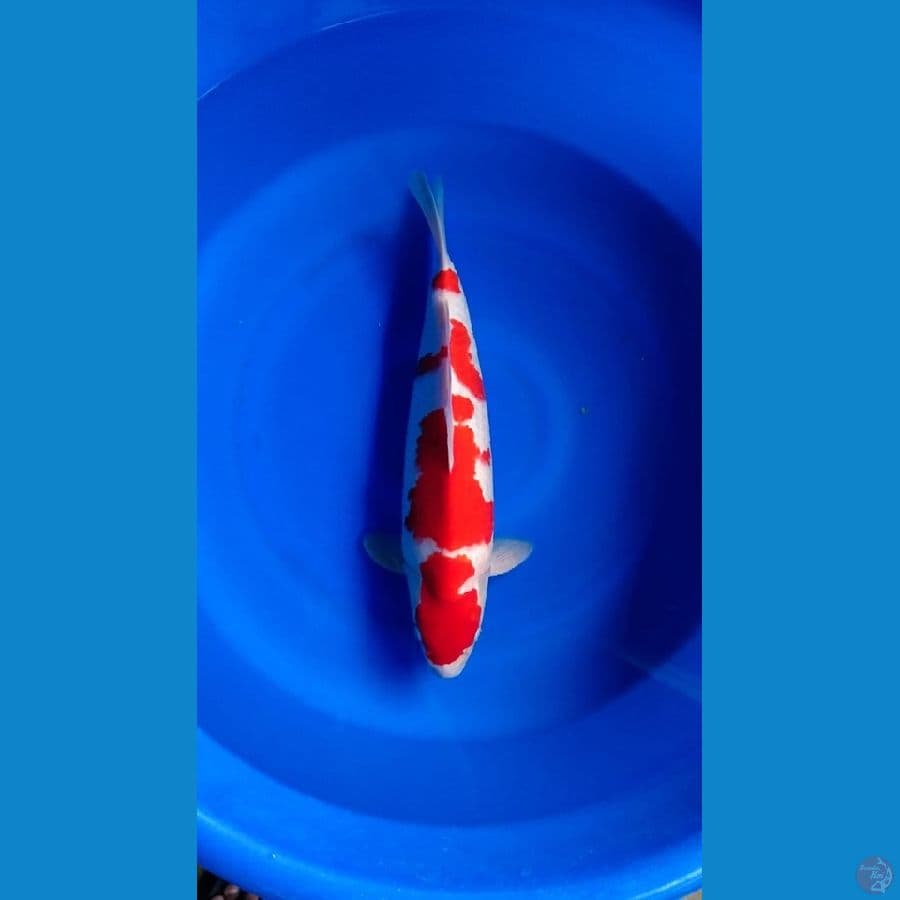 Kohaku