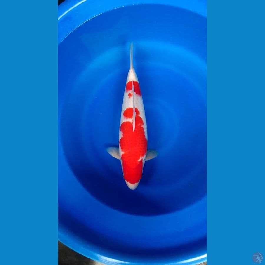 Kohaku