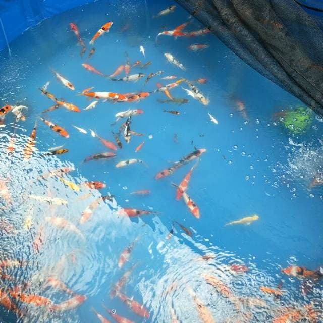 Koi mix 