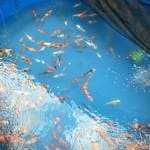 Koi mix 