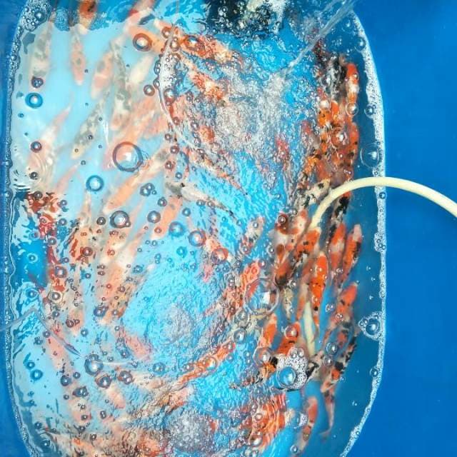 Koi mix 
