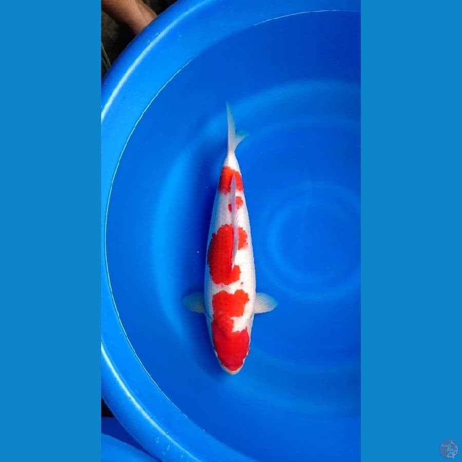 Kohaku