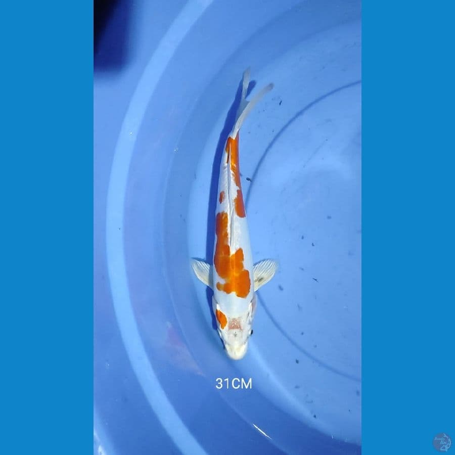 HikariMoyomono 31CM
