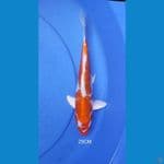 HikariMoyomono 25CM