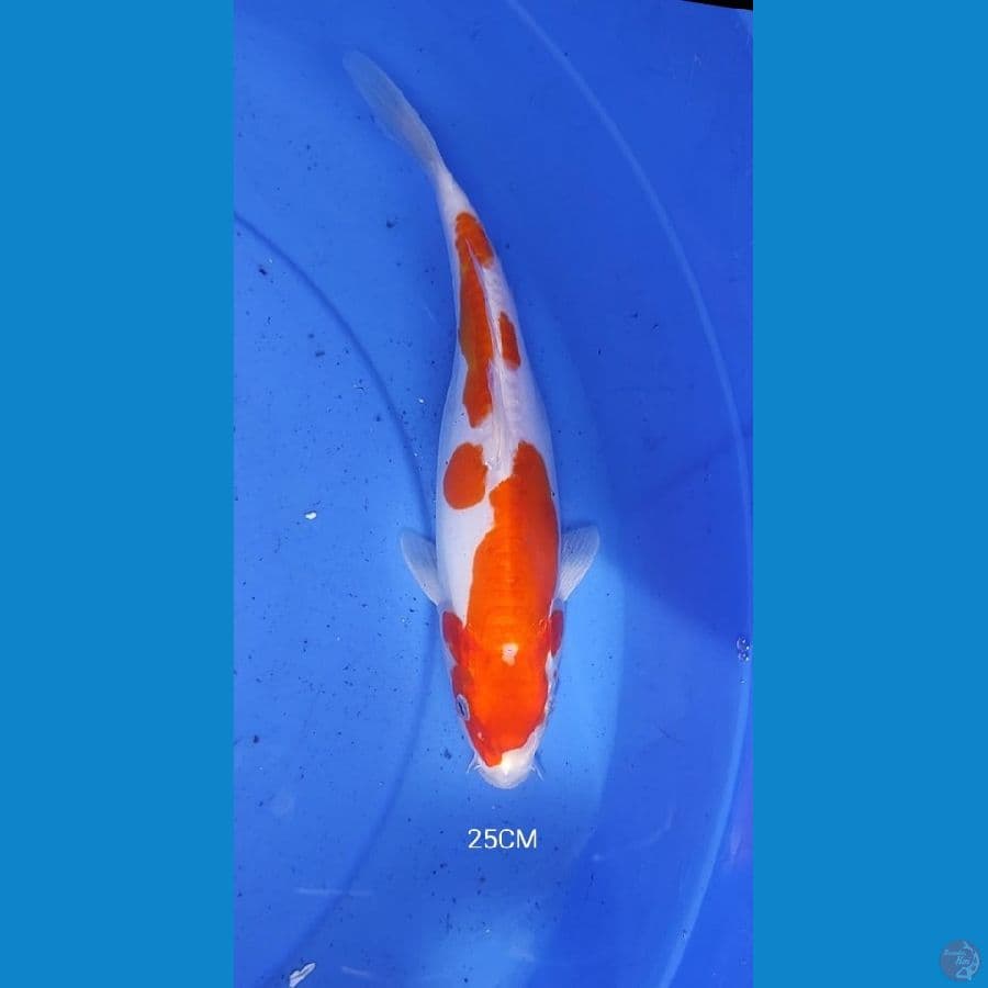 Doitsu 25Cm