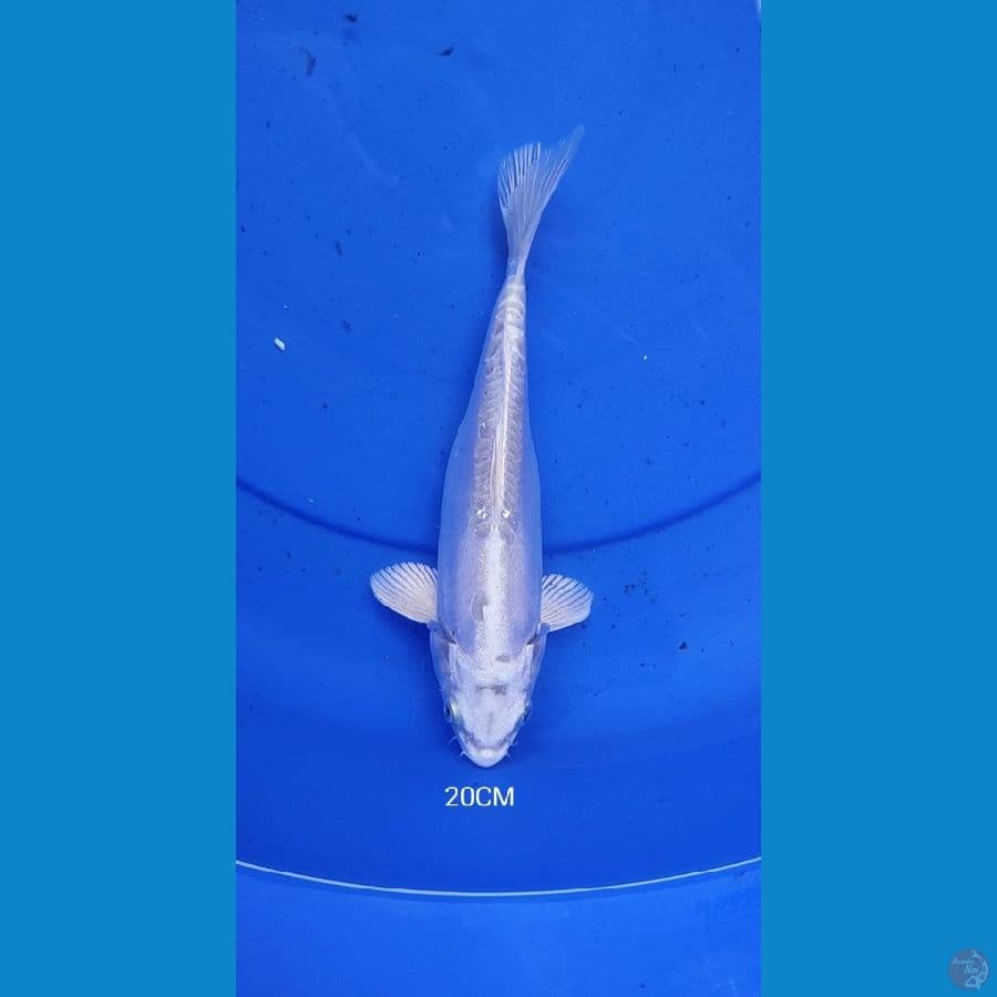 Platinum Doitsu 20CM