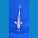 Platinum Doitsu 20CM