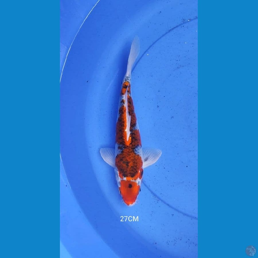 Maruten Goshiki 27CM