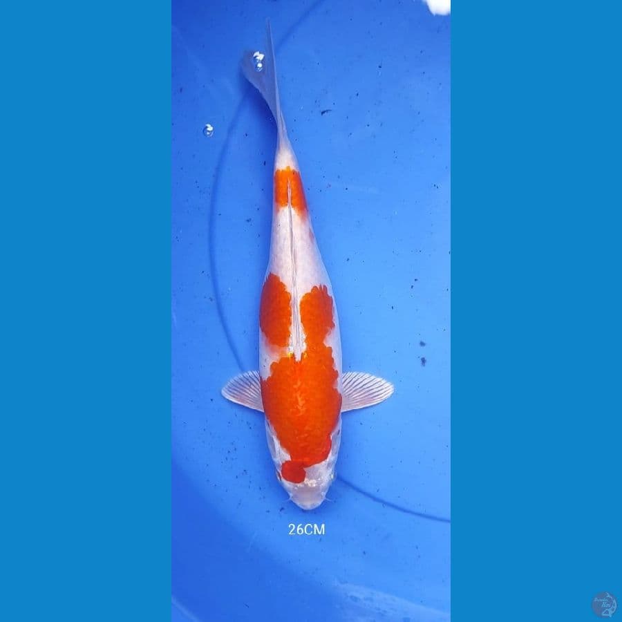 HikariMoyomono 26CM