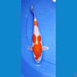 HikariMoyomono 26CM