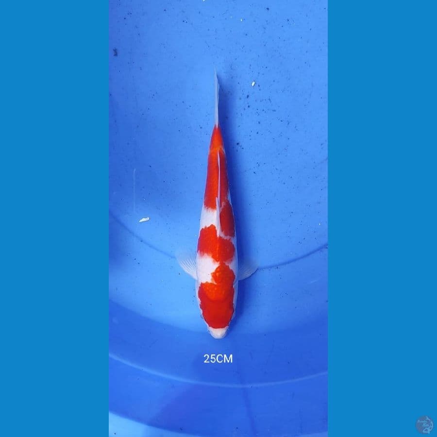 Strong Kohaku 25CM