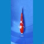 Strong Kohaku 25CM