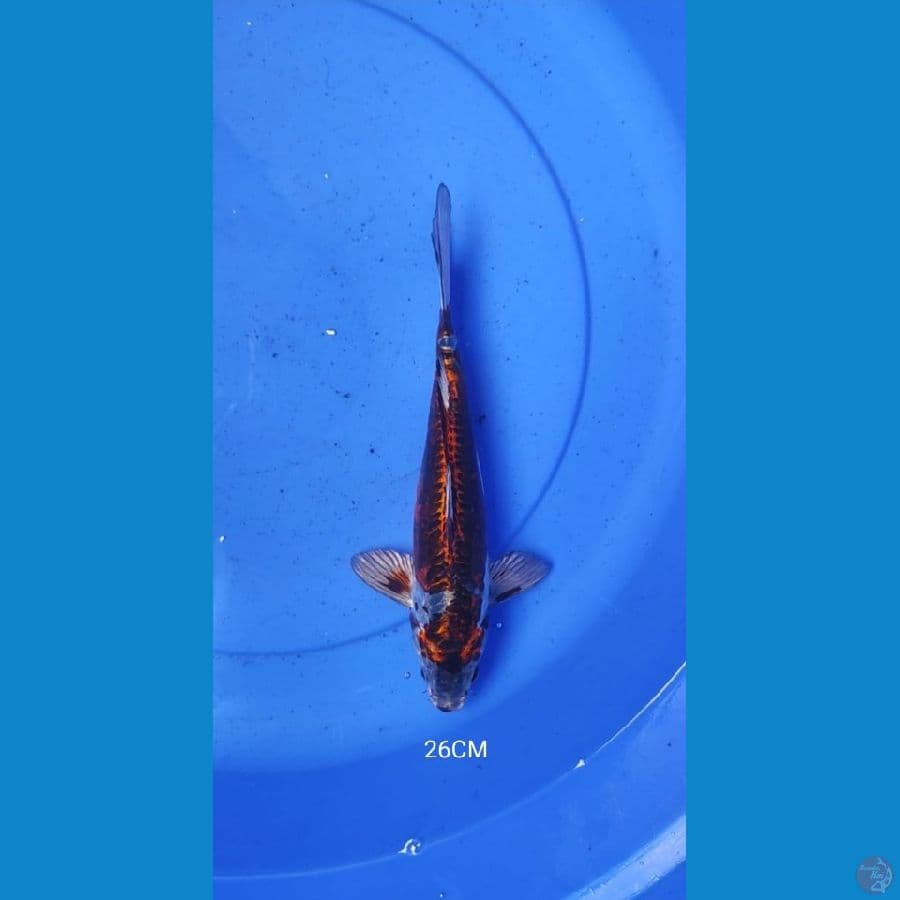 Kikoryu 26CM