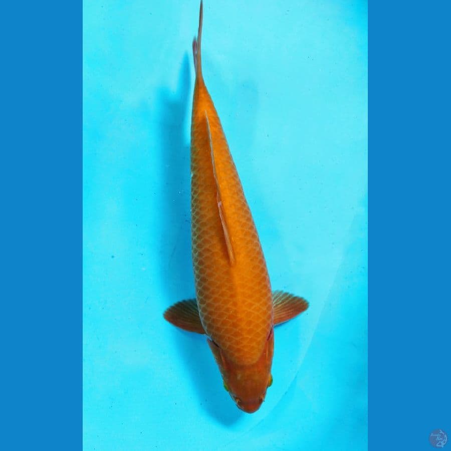 mango male 45cm 