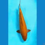 mango male 45cm 