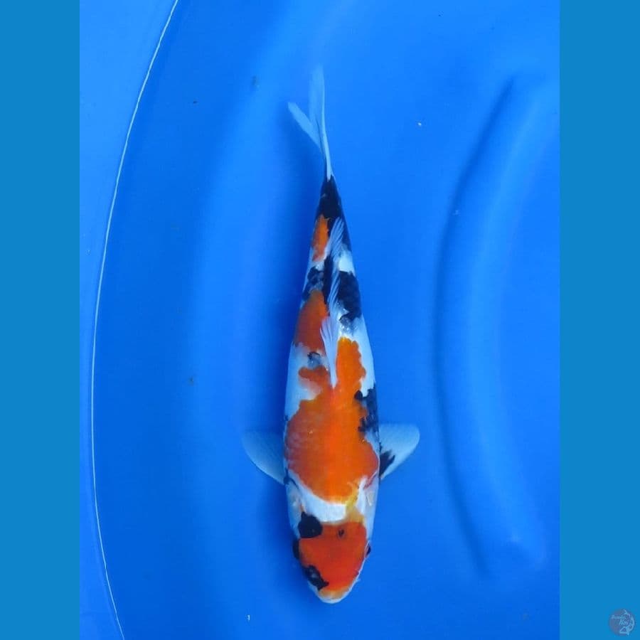 33cm - Showa Tategoi