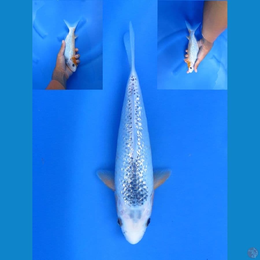 23cm - Full Ginrin Unique
