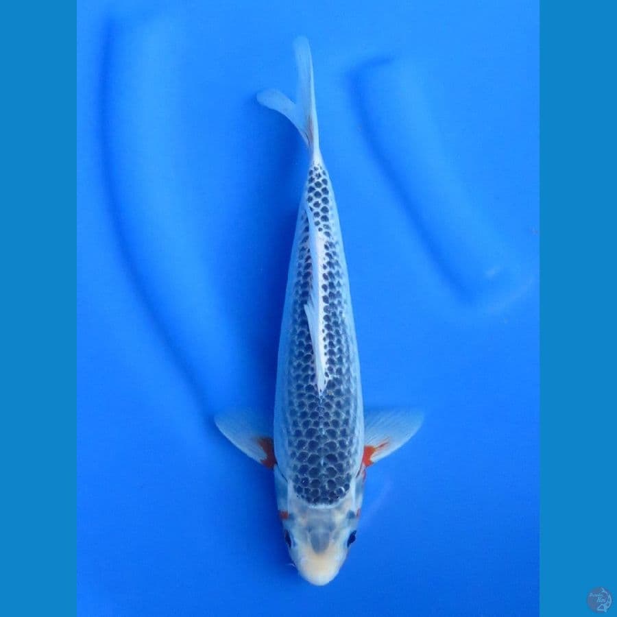 30cm - Male Asagi