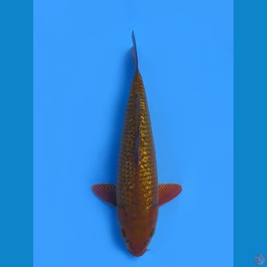 30cm - Male tembaga ginrin 