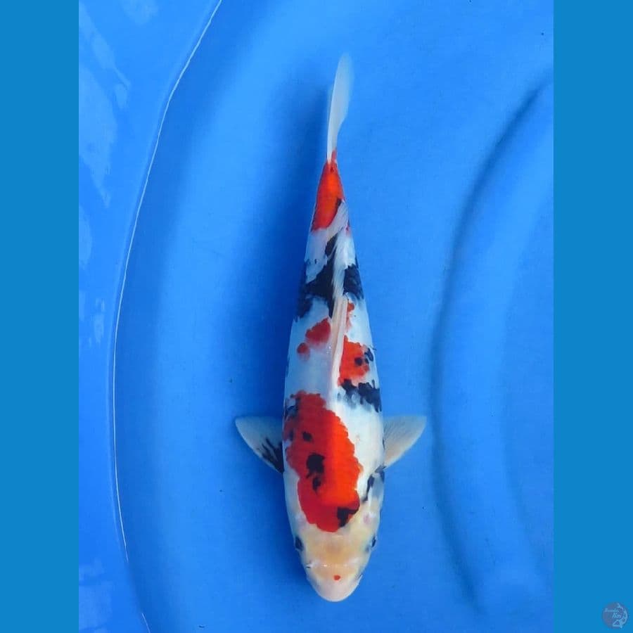 31cm - male showa evo 