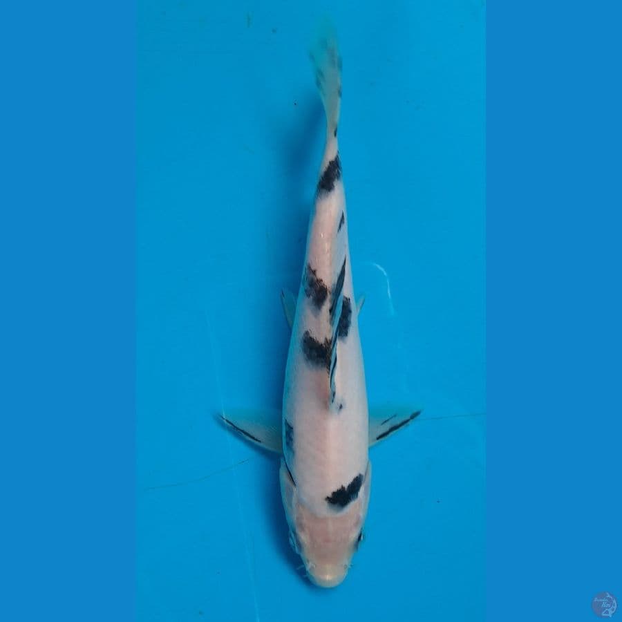 bekko 16cm