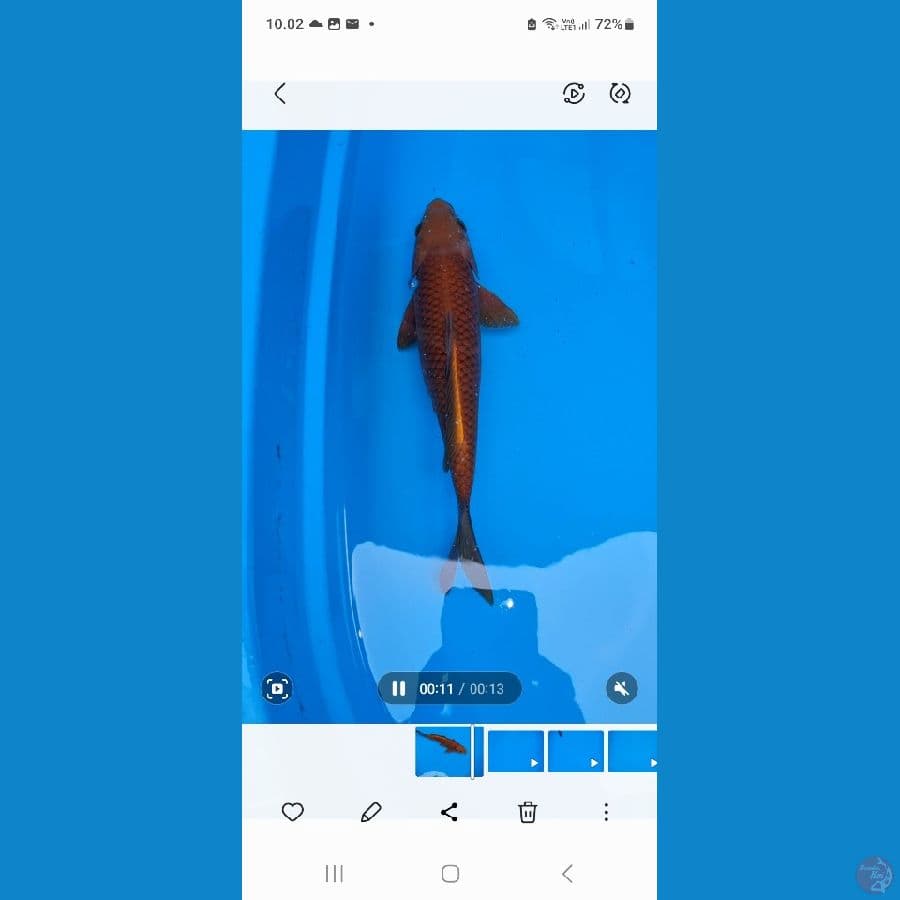 kenzo koi