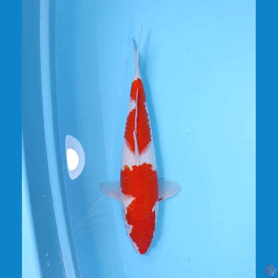KOHAKU BAKAT JUMBO 37CM-FEEMALE