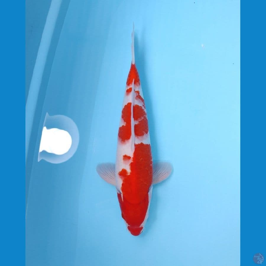 KOHAKU 33CM - MALE 