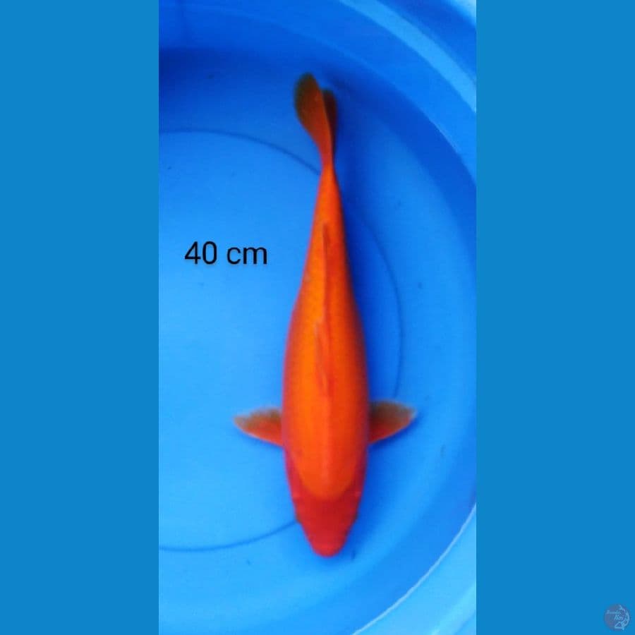 benigoi jumbo 40 cm