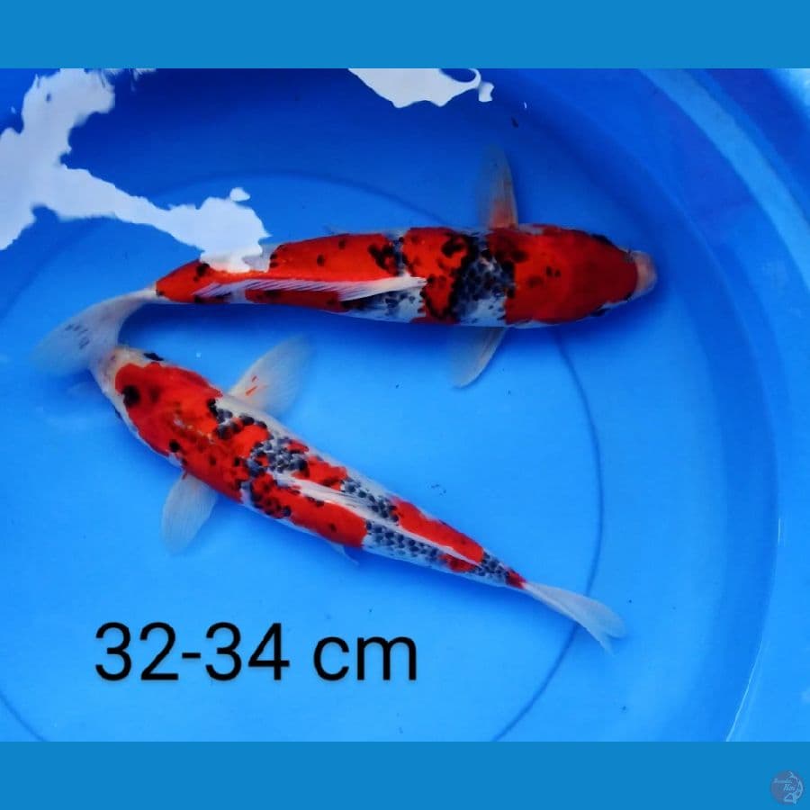 goshiki mantap 32-34 cm