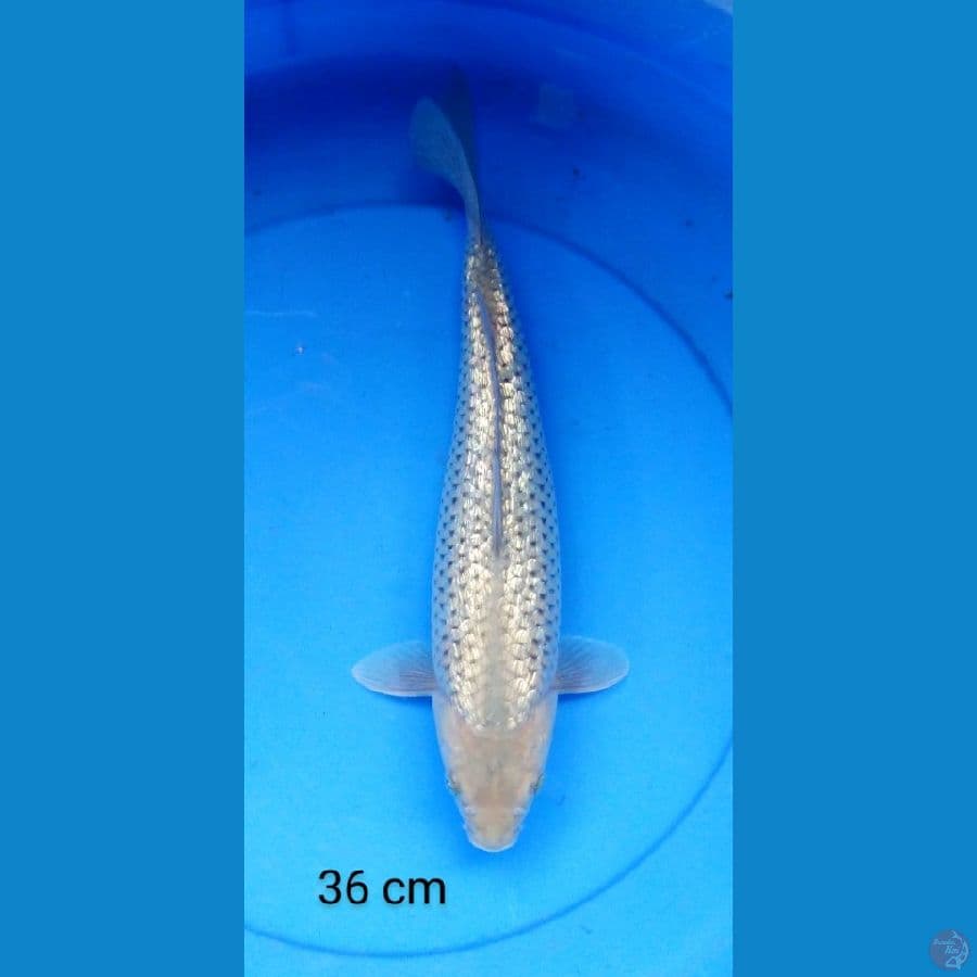 soragoi full ginrin bulky 36 cm