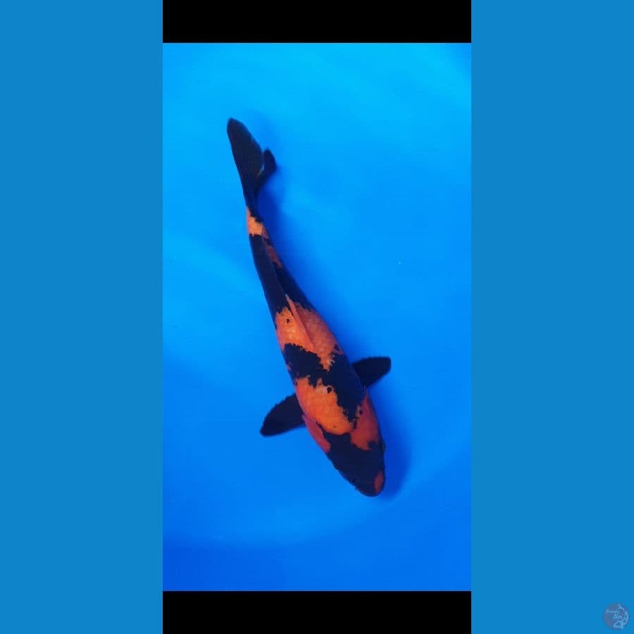 Hi UTSURI 30 CM.