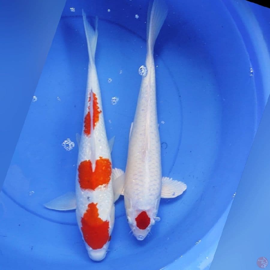 KOHAKU HIKARI VS KOHAKU GINDRIN 45-47