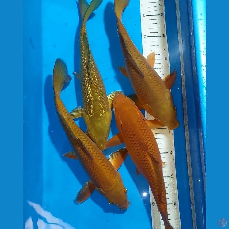 CHAGOI 3 EKOR 32-33 CM(GINRIN×)