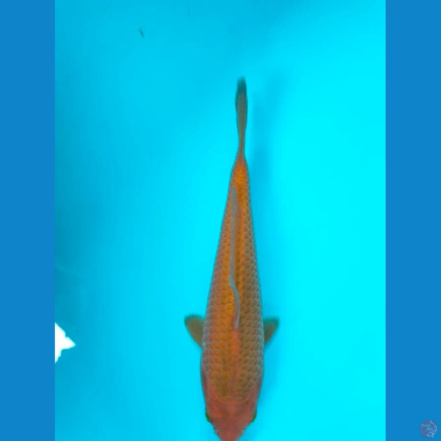 Caramel 17BU