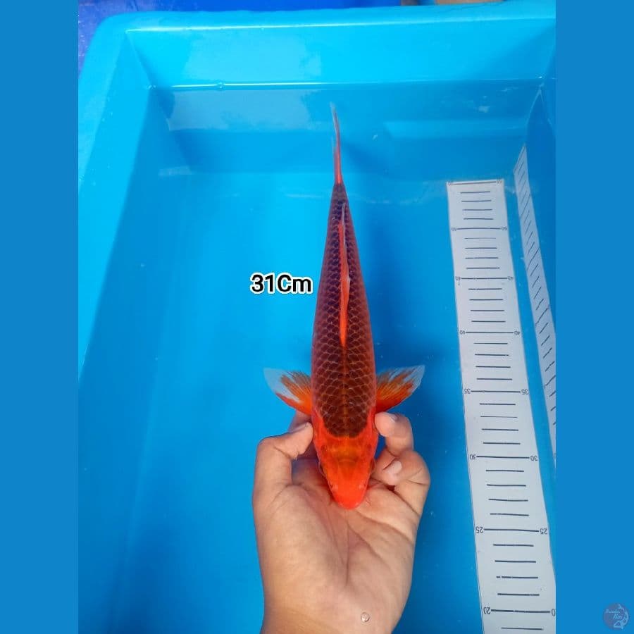 31Cm #Aka Matsuba