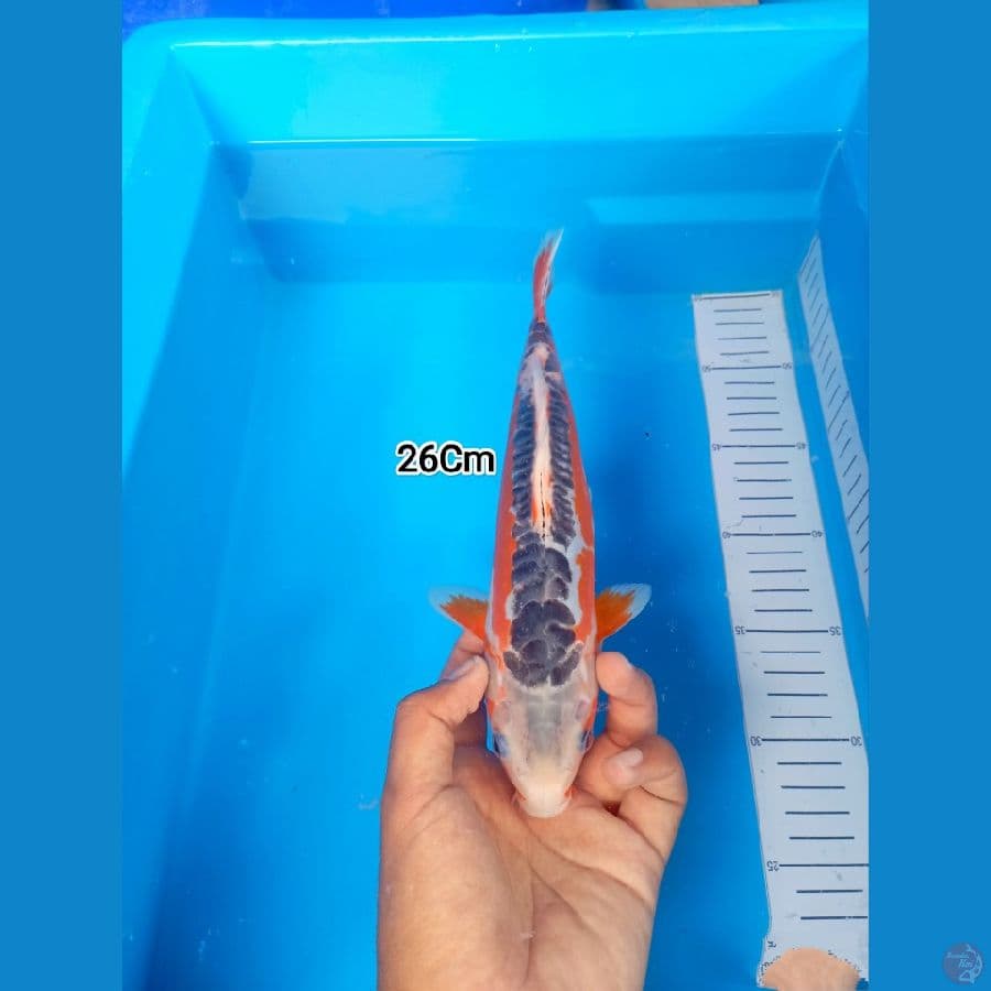 26Cm #Shusui