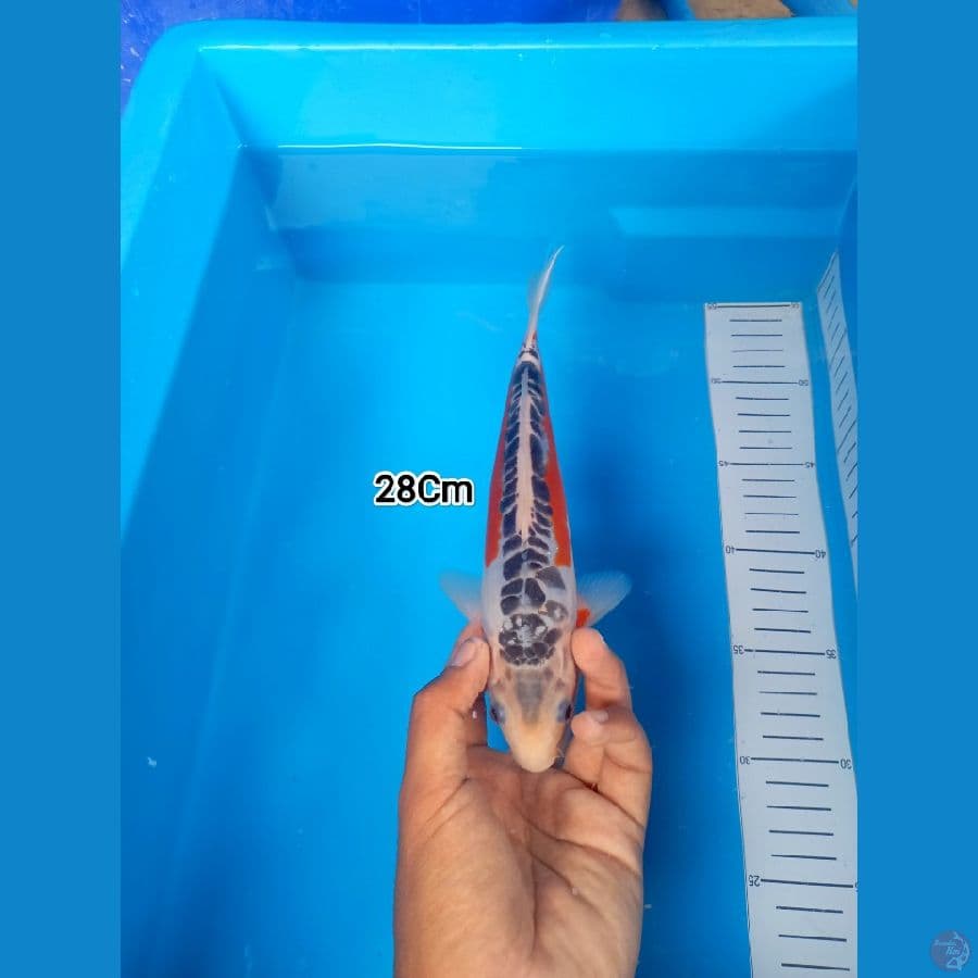 28Cm #Shusui
