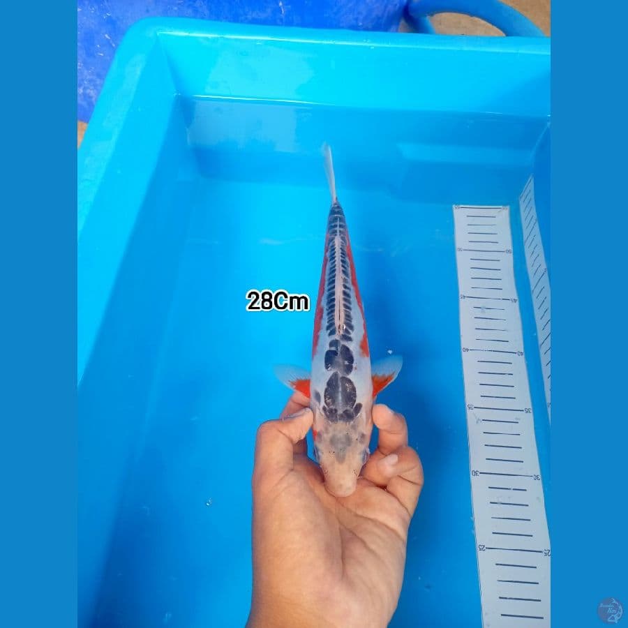 28Cm #Shusui