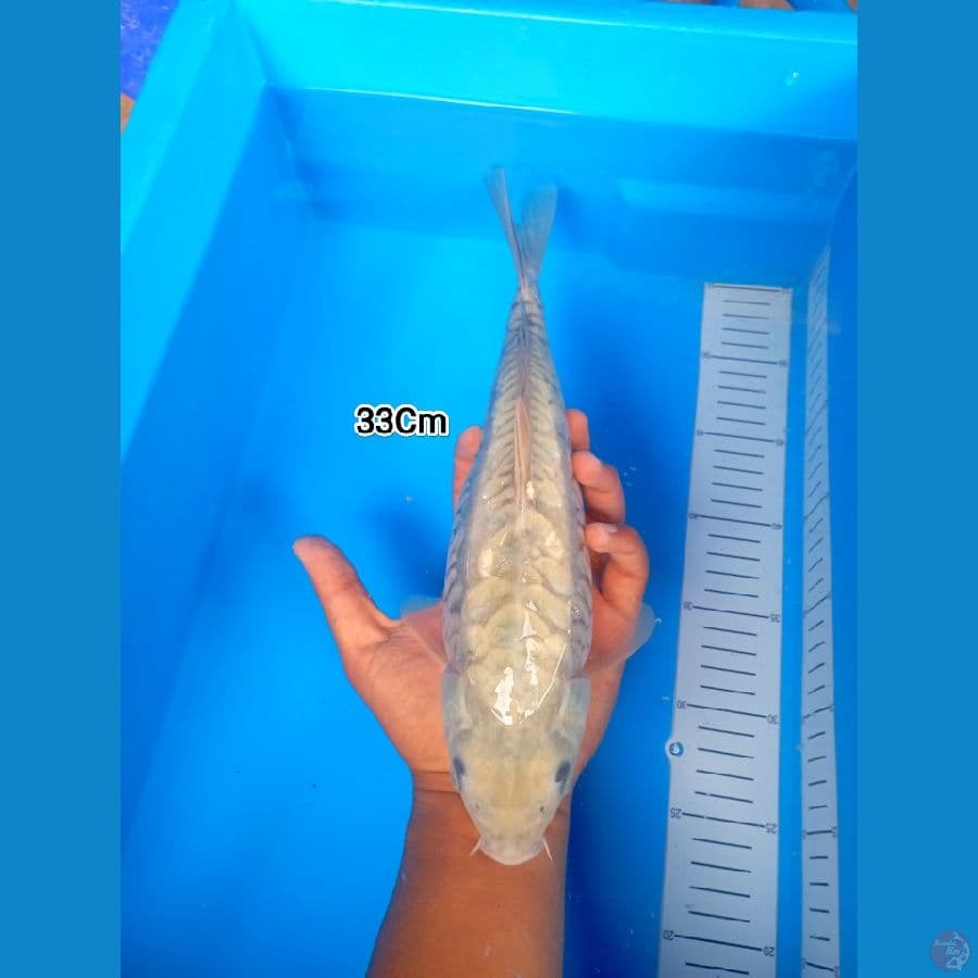 33Cm #Soragoi Aragoke