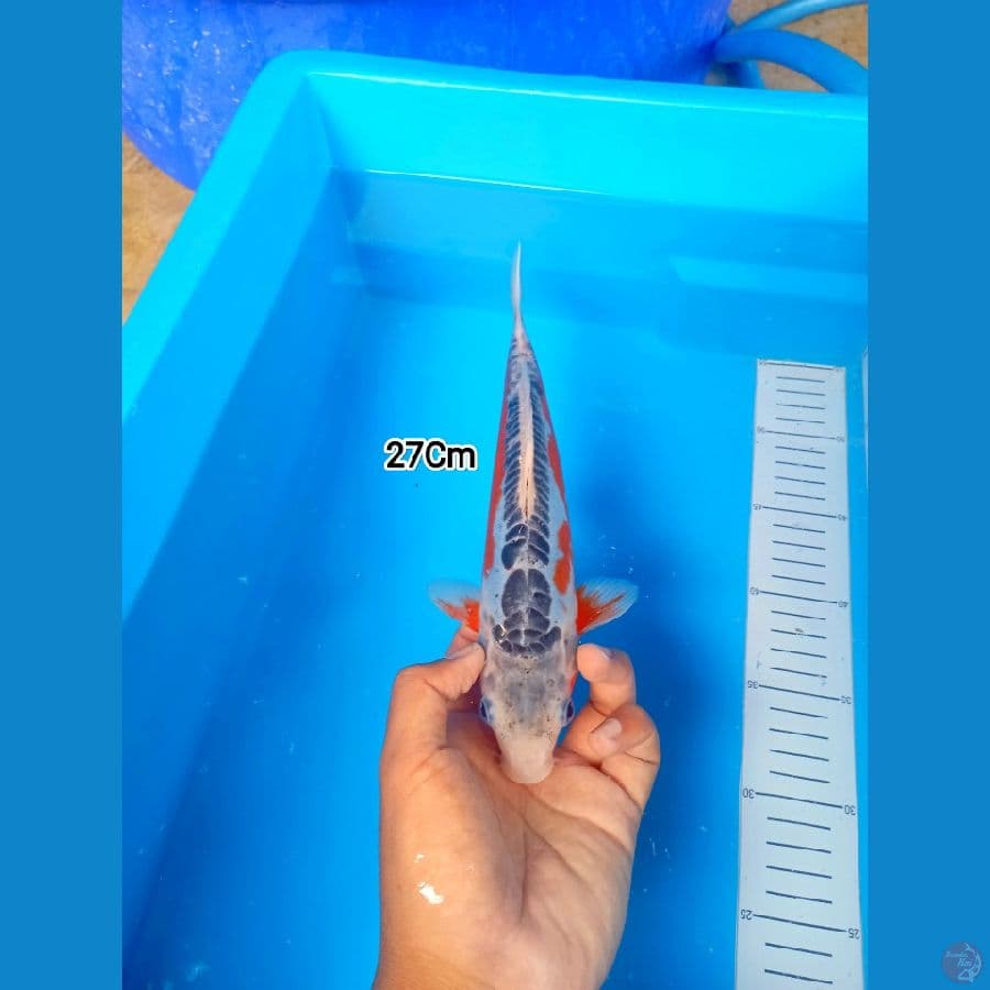 27Cm #Shusui