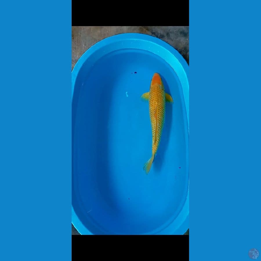 Golden Corn M 50Cm