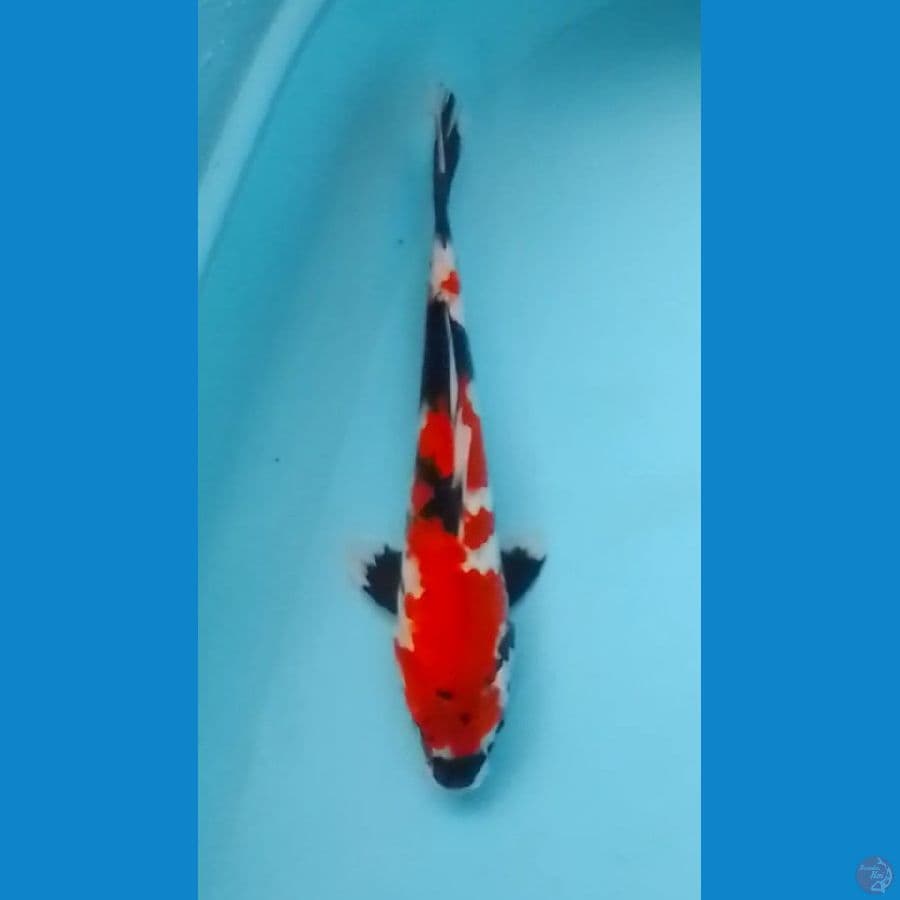 Showa 32cm (F)