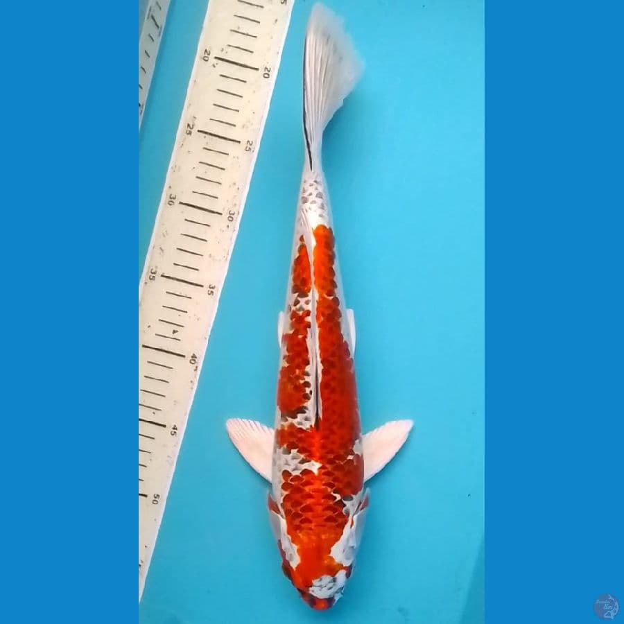 Kujaku 37cm (M)