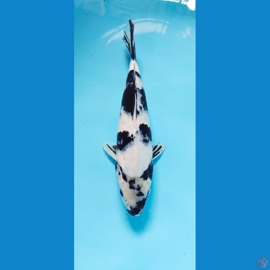 shiro male 35cm