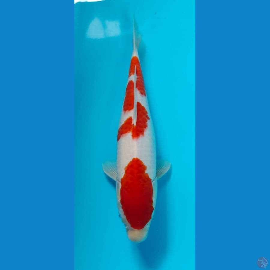 kohaku 39cm