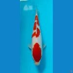 kohaku 39cm